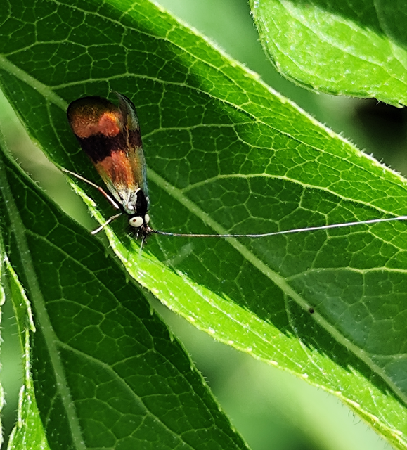 Nemophora fasciella - feketesávú tőrösmoly