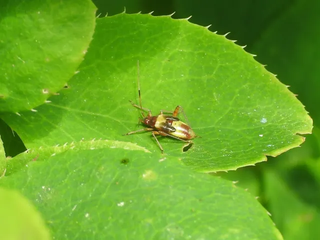 Closterotomus