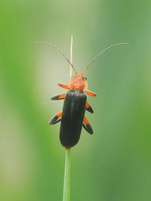 Cantharis livida - mezei lágybogár