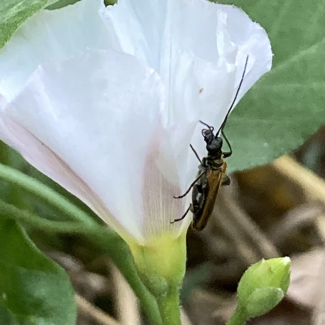 Oedemera femorata - sárgahátú álcincér