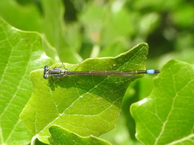 Ischnura elegans pontica - kéköves légivadász