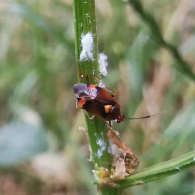 Deraeocoris ruber - vöröses mezeipoloska
