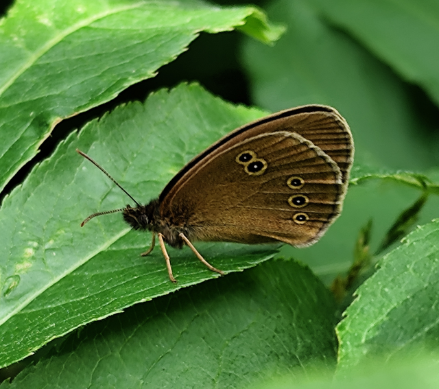 Aphantopus hyperanthus - közönséges ökörszemlepke