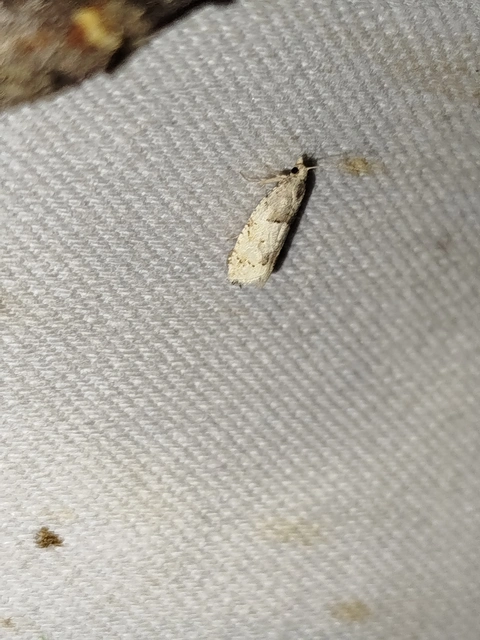 Epinotia bilunana - félholdas tükrösmoly