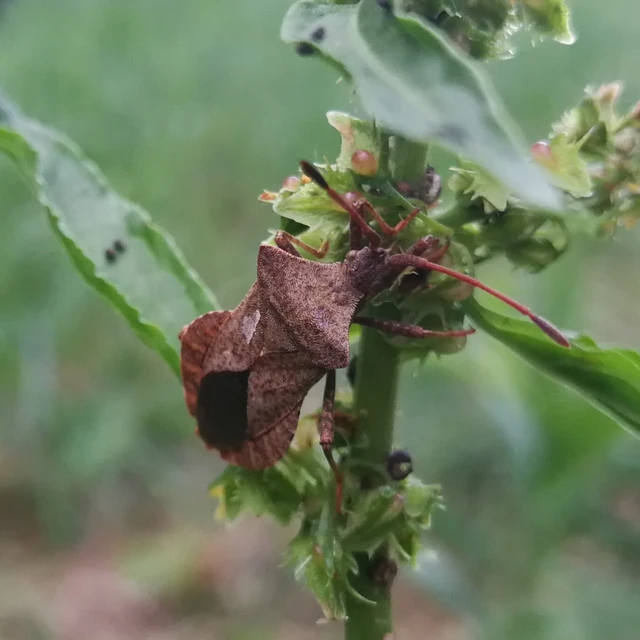 Coreus marginatus - közönséges karimáspoloska