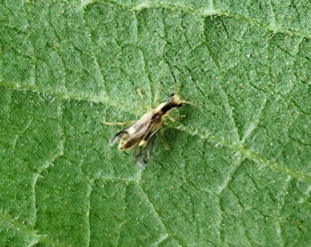 Malthinus