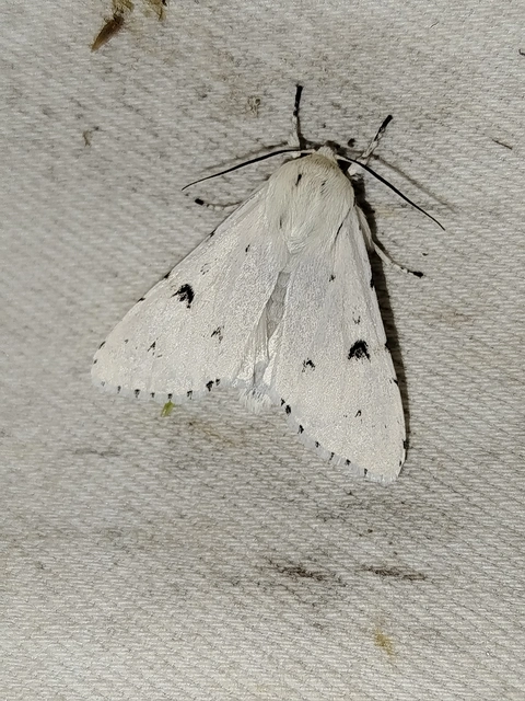 Acronicta leporina - fehér szigonyosbagoly