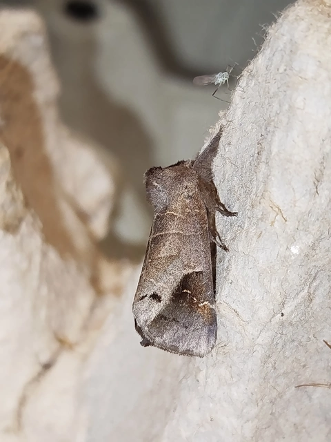Clostera anachoreta - tarka levélszövő