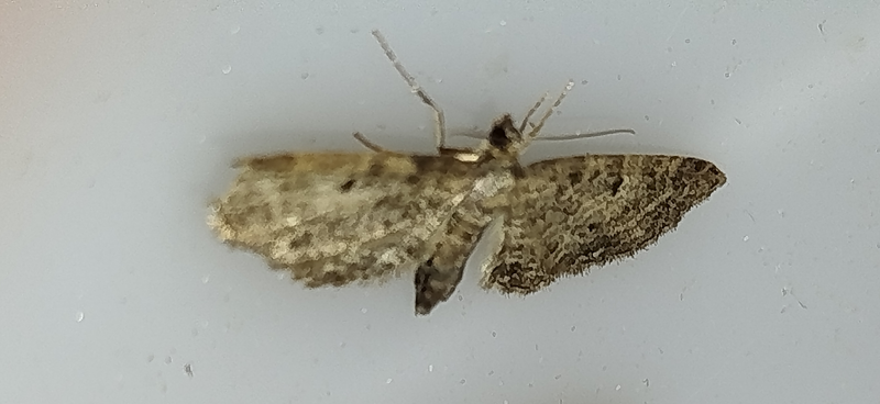 Eupithecia subfuscata - magaskórós-törpearaszoló