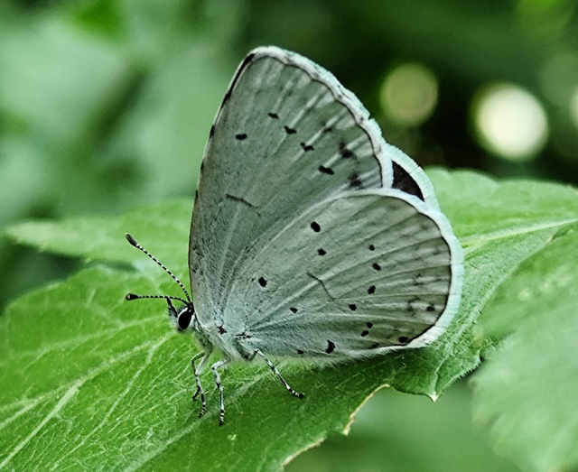 Celastrina argiolus - bengeboglárka