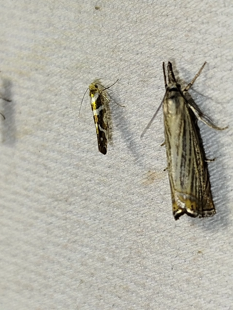 Argyresthia goedartella - égerbarka-aranymoly