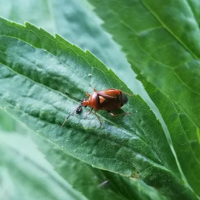Deraeocoris ruber - vöröses mezeipoloska