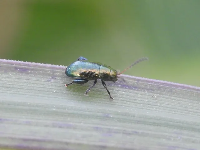 Chaetocnema chlorophana - zöld pázsitfű-földibolha Chaetocnema chlorophana - zöld pázsitfű-földibolha