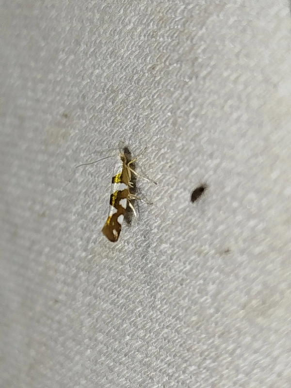 Argyresthia brockeella - nyírrügyfúró aranymoly