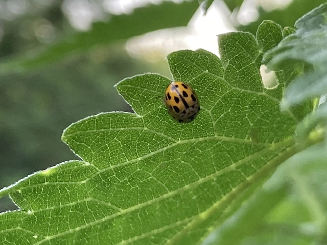 Propylea quatuordecimpunctata - tizennégypettyes füsskata