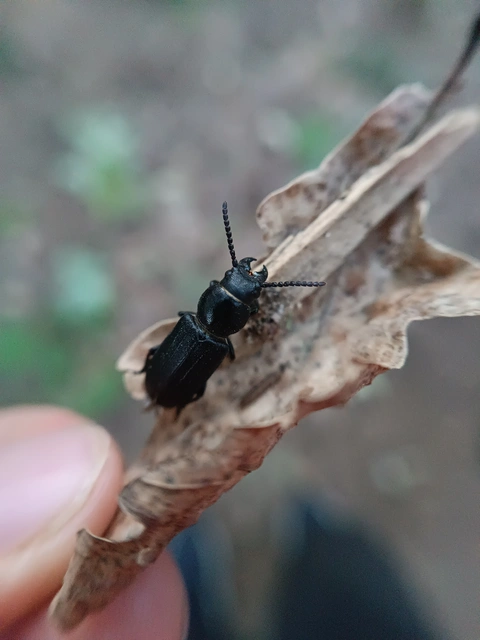 Spondylis buprestoides - erdei félcincér