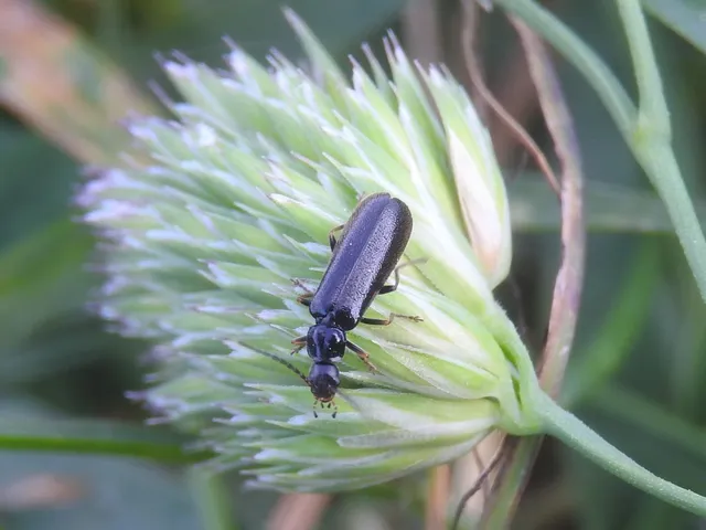 Rhagonycha elongata
