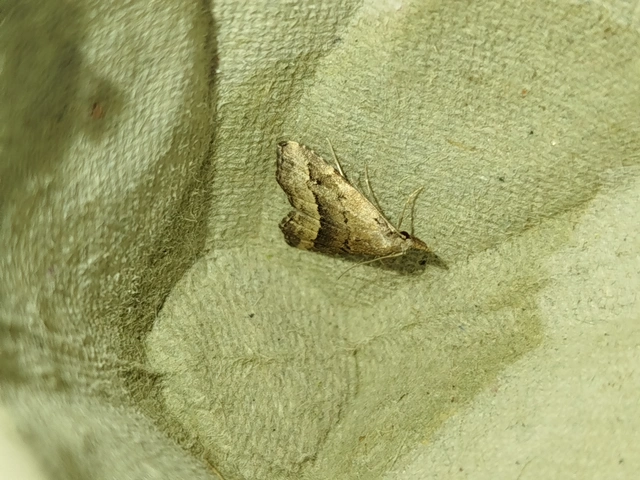 Schrankia taenialis - lomberdei karcsúbagoly