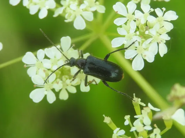 Dinoptera collaris - vörösnyakú virágcincér