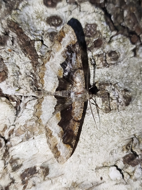 Alcis repandata - foltos faaraszoló