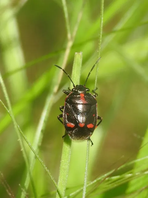 Eurydema oleracea - paréjpoloska Eurydema oleracea - paréjpoloska