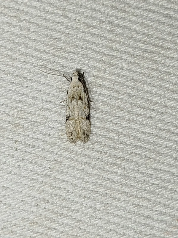 Carpatolechia alburnella - nyírfalevél-borzasmoly