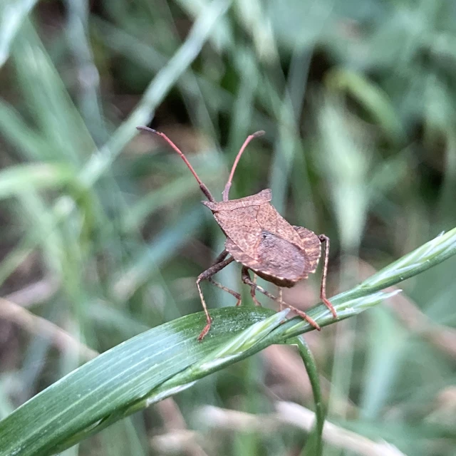 Coreus marginatus - közönséges karimáspoloska