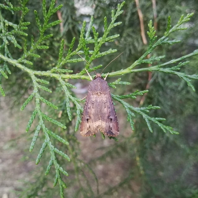 Agrotis ipsilon - nagy földibagoly