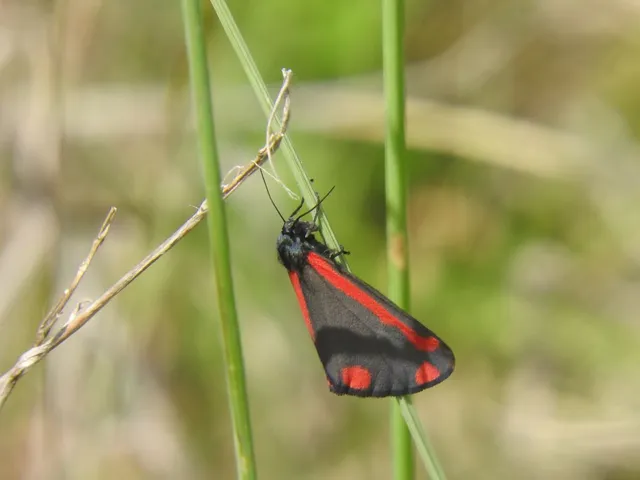 Tyria jacobaeae - jakabfű-medvelepke