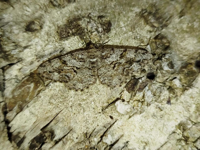 Peribatodes secundaria - fenyő-faaraszoló