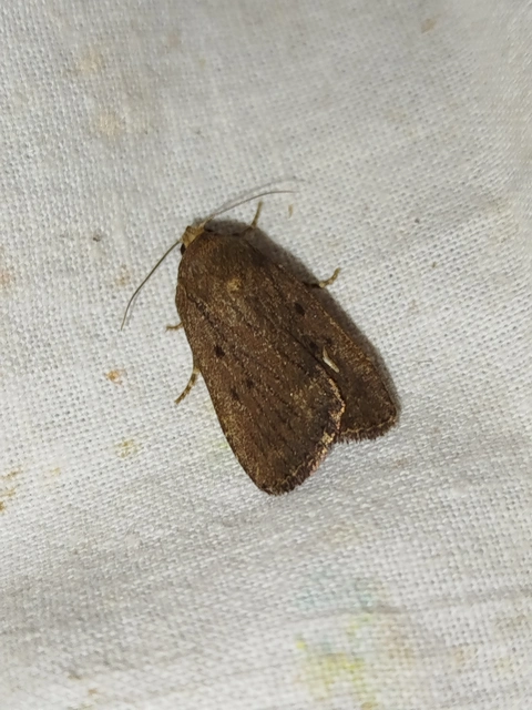 Amphipyra tragopoginis - bakszakállbagoly