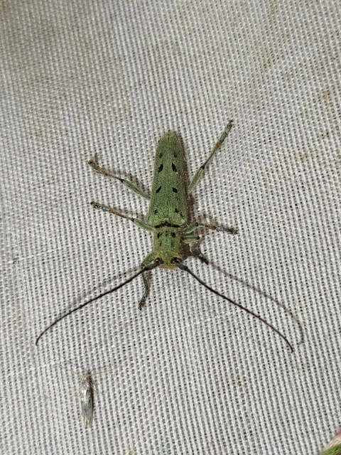 Saperda octopunctata - nyolcpontos cincér