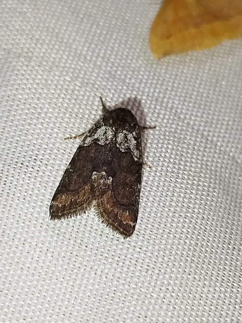 Bryophila ereptricula - fekete zuzmóbagoly