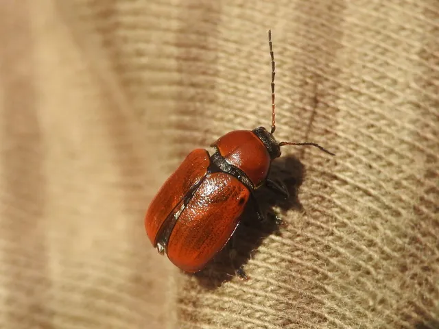 Cryptocephalus coryli - mogyoró-zömökbogár