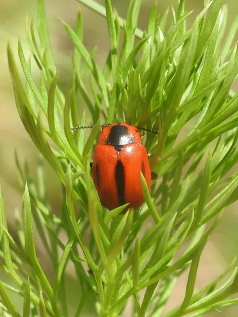 Entomoscelis dorsalis - hérics-honvédbogár