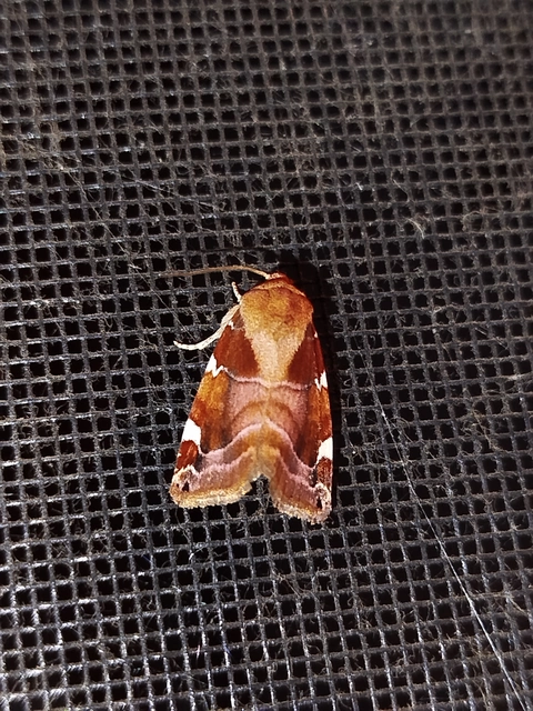 Cosmia diffinis - szilfa-lombbagoly