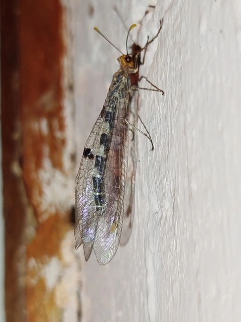 Megistopus flavicornis - kétfoltos hangyaleső