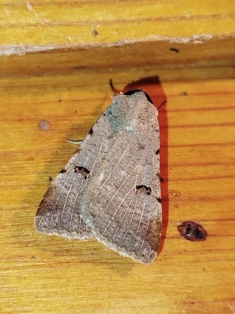 Lygephila craccae - gyakori csüdfűbagoly