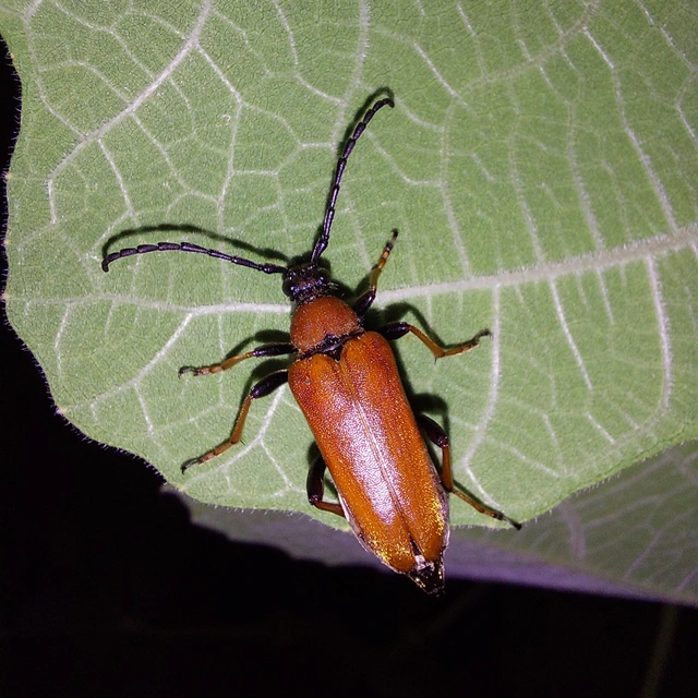 Stictoleptura rubra - vörös virágcincér