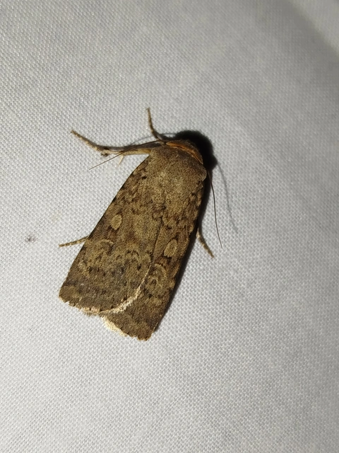 Rhyacia simulans - hamvas földibagoly