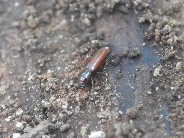 Corticeus unicolor - egyszínű kéregbújó
