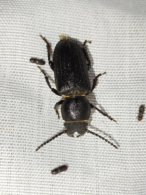 Spondylis buprestoides - erdei félcincér