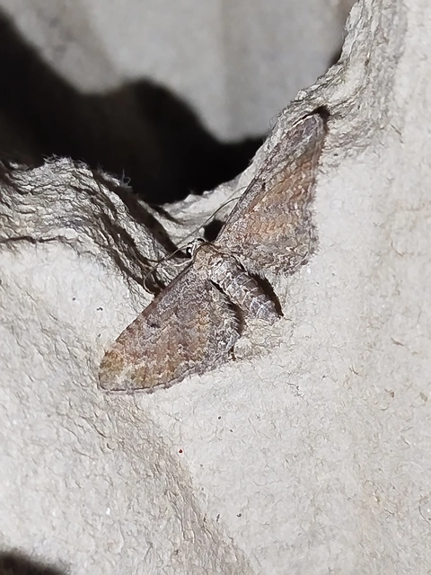 Eupithecia millefoliata - cickafark-törpearaszoló