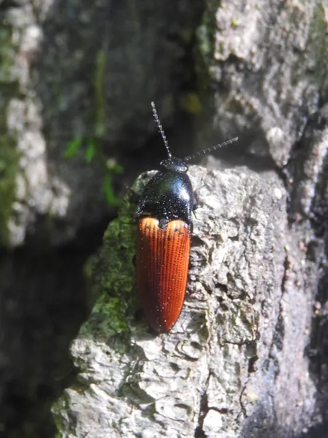 Ampedus