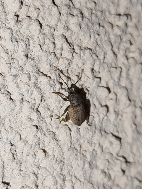 Otiorhynchus raucus - molyhos gyalogormányos