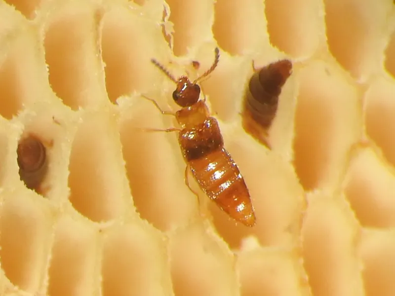 Gyrophaena minima - érdes taplóholyva
