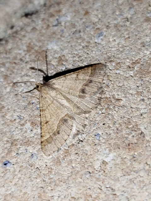 Tephrina murinaria - egérszínű araszoló