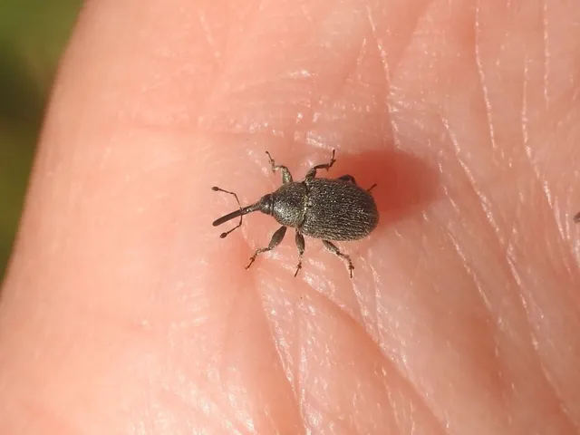Rhinusa asellus - szőrcsillagos ökörfarkkóró-ormányos