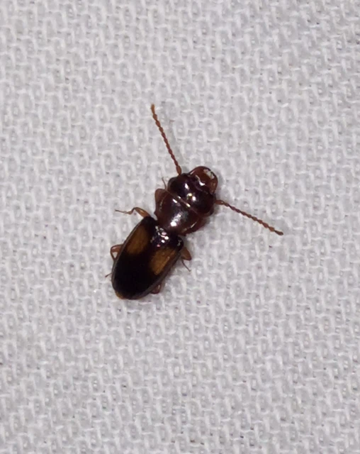 Laemophloeus monilis - nagyfoltú szegélyeslapbogár