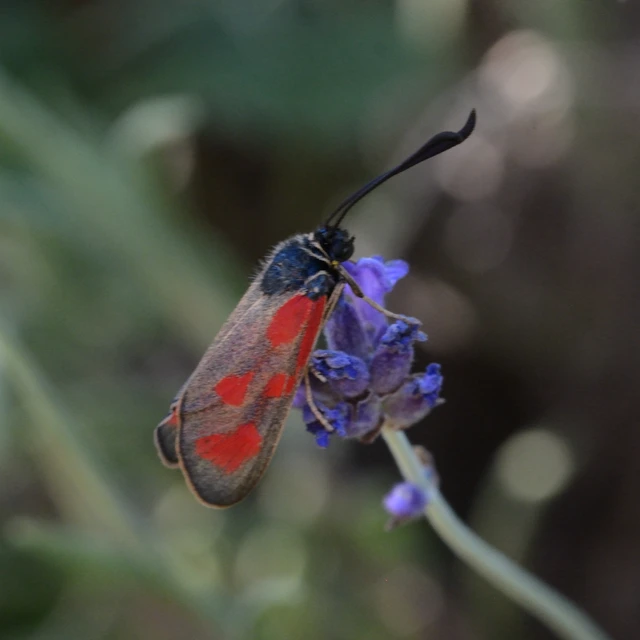 Zygaena loti - közönséges csüngőlepke